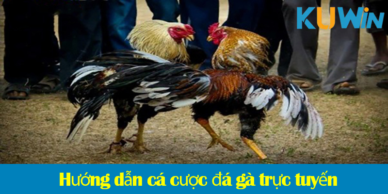 Đá gà trực tuyến – Hướng dẫn chi tiết cách chơi trên các nền tảng online
